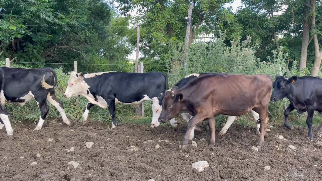 Lote NOVILLOS 1 a 2 AÑOS