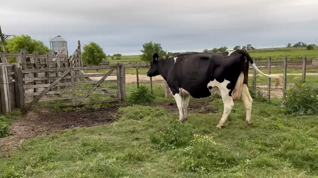 Lote Vacas de Invernada Holando a remate en Pantalla Camy en Mundo Azul