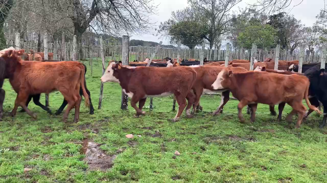 Lote 16 Terneras en Melo, Cerro Largo