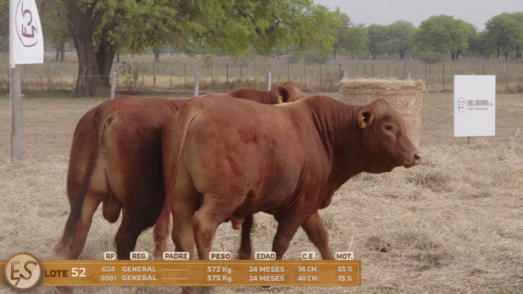 Lote Toro