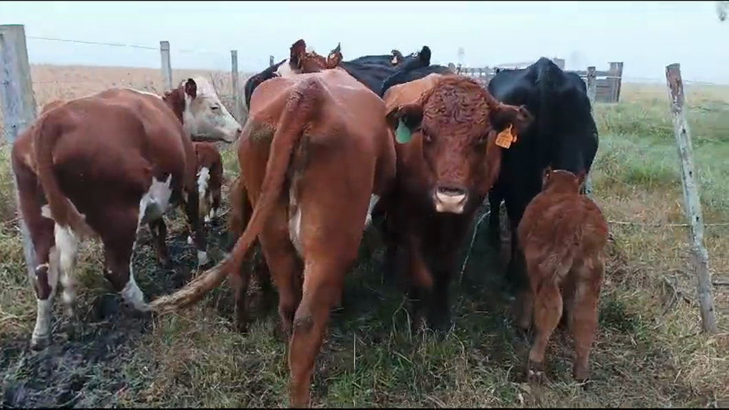 Lote 16 Piezas de cría Hereford y Angus a remate en Pantalla Camy  en Ruta 1 Km 61