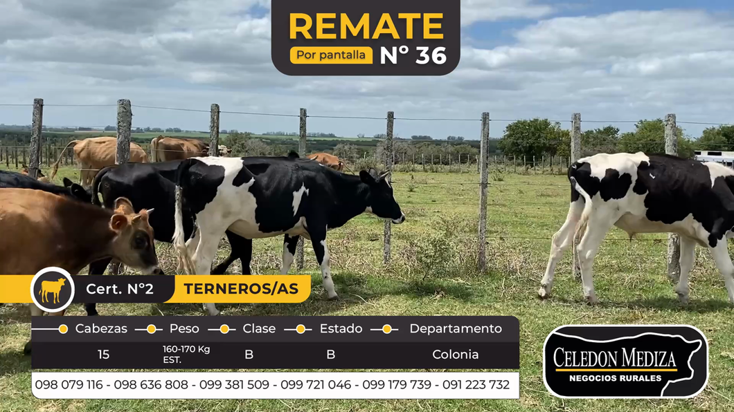 Lote 15 Terneros en Colonia