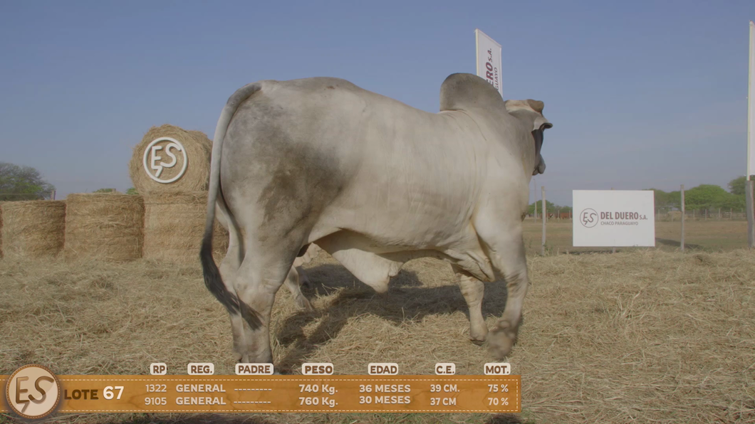 Lote Toro