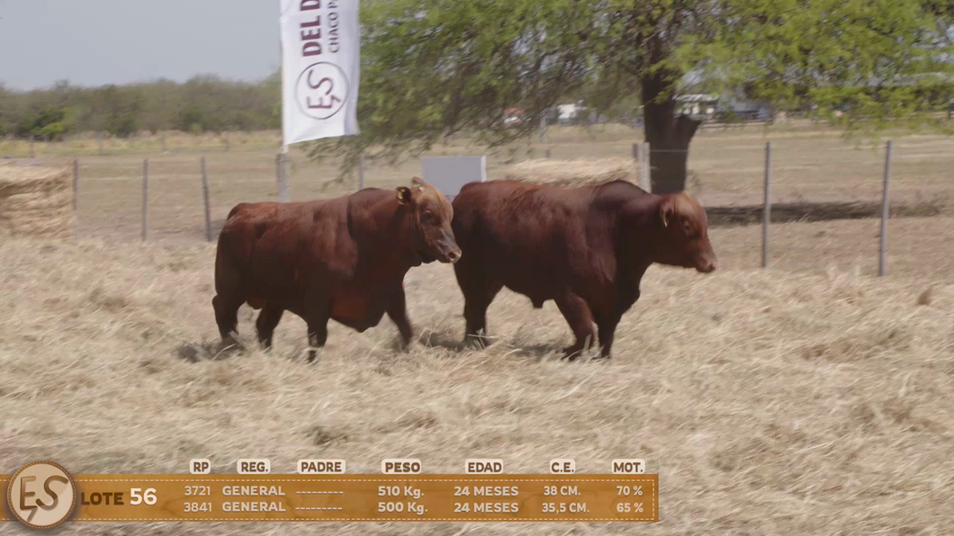 Lote Toro