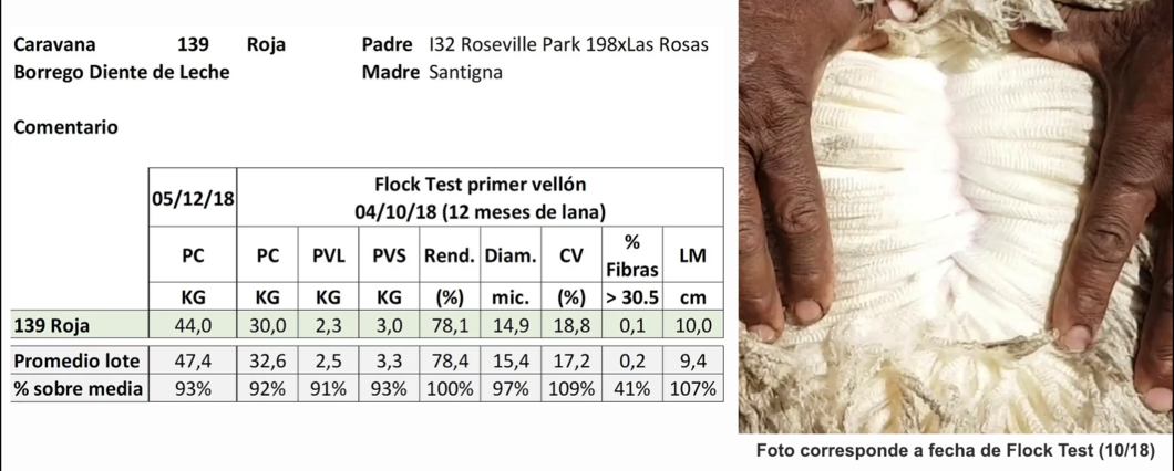 Lote Caravana 139