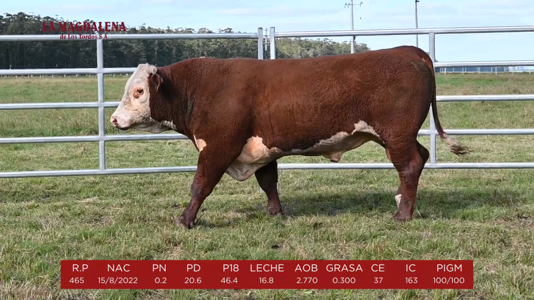 Lote 12 - HEREFORD