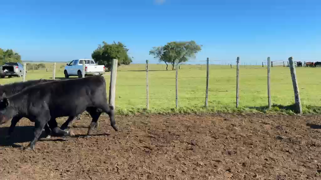 Lote NOVILLOS 1 a 2 AÑOS