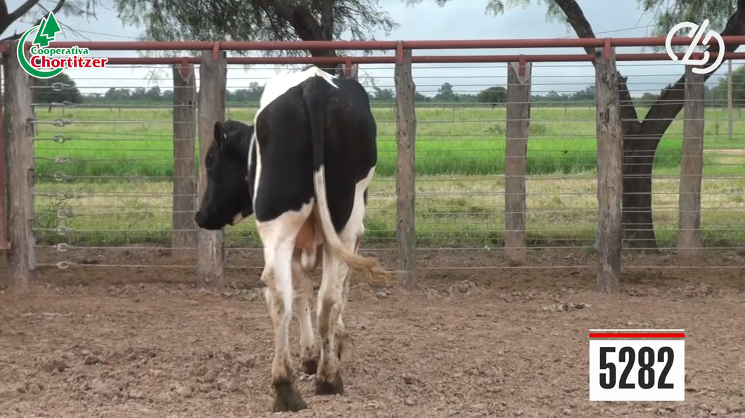 Lote Toros Holando