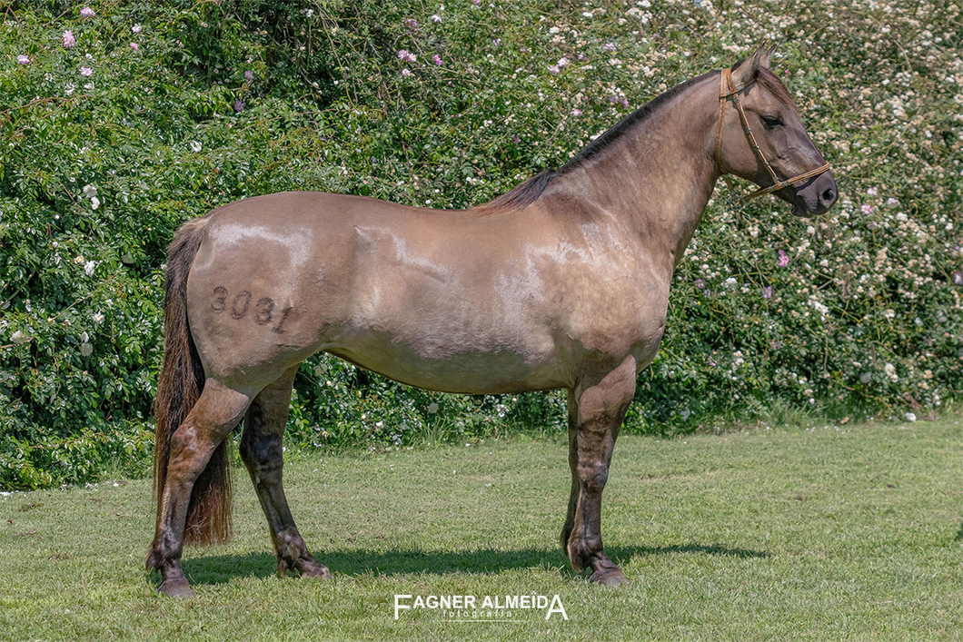 Lote PORA FILIBERTA