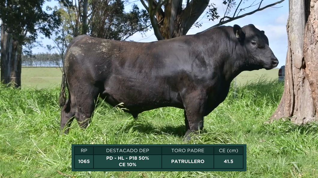 Lote Toros a remate en 16º Remate Anual La Campana de Ardao, Treinta y Tres