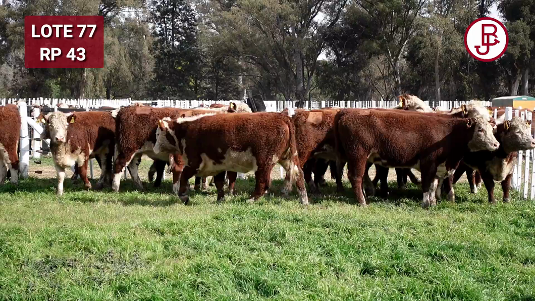 Lote Vaquillonas PR Polled Hereford Preñadas Parición Otoño