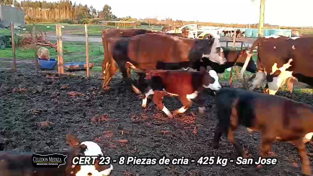 Lote 8 Piezas de cría en San José , San José