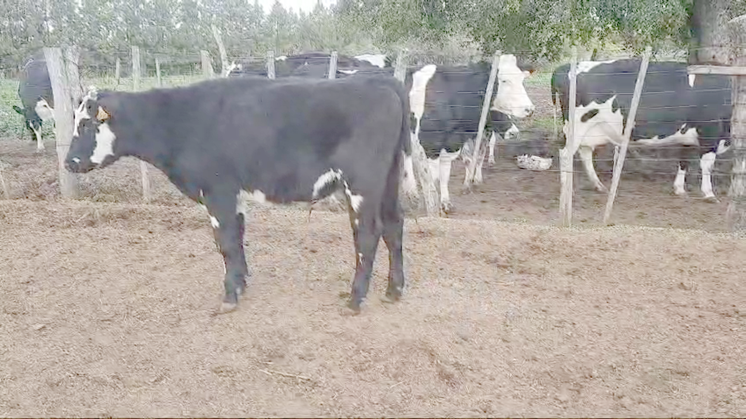 Lote 12 Novillos 1 a 2 años Cruzas Normando a remate en 11º Subasta - CAB  275kg -  en Paraje Colonia Estrella Carmelo