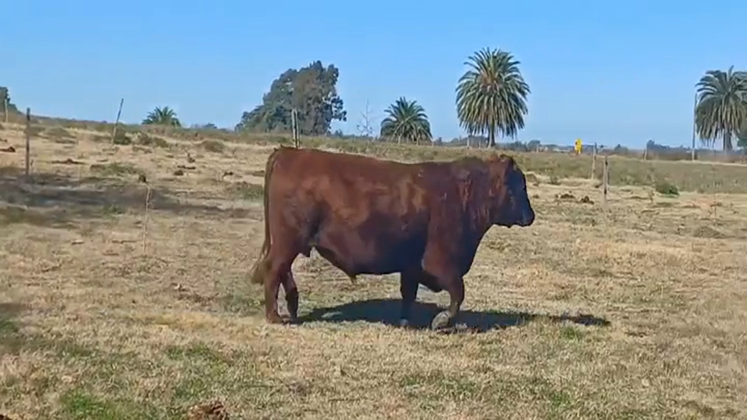 Lote (Vendido)Toros RED ANGUS a remate en #47 Pantalla Carmelo 600kg -  en CUFRE