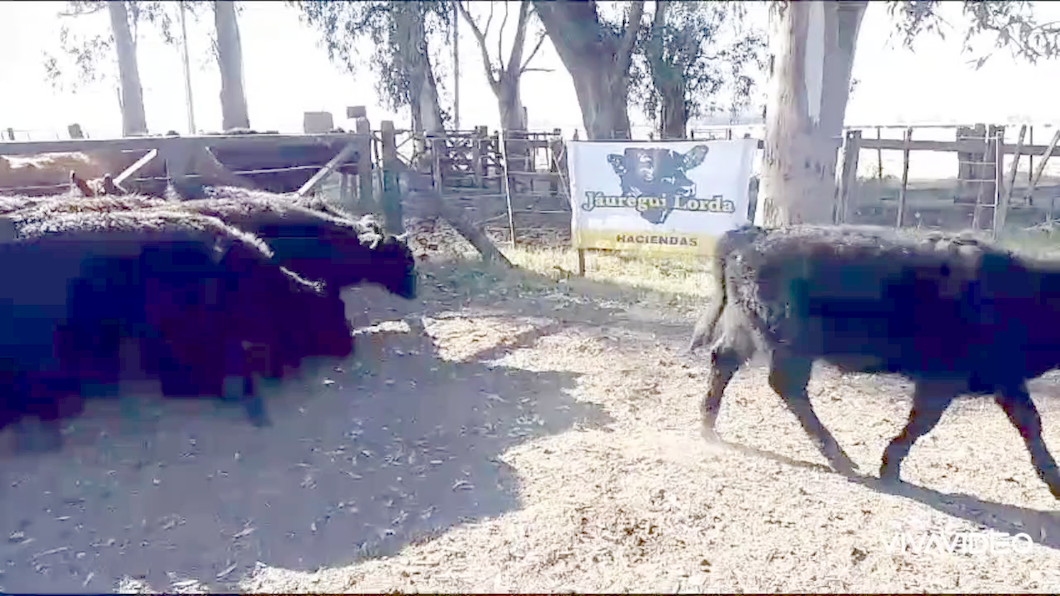 Lote 10 Terneros/as en Cañuelas, Buenos Aires