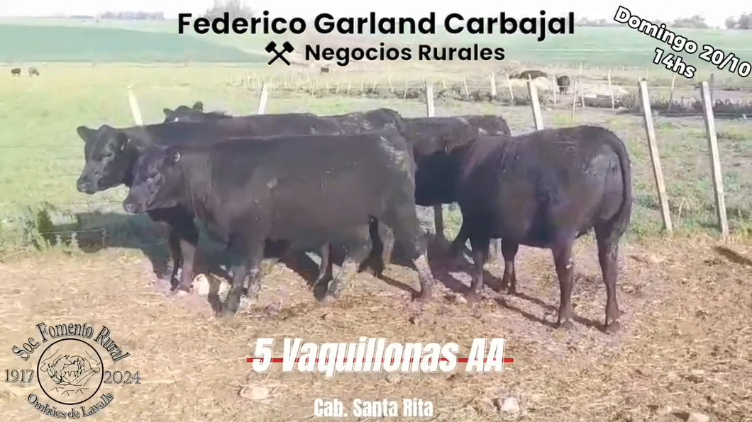 Lote 5 Vaquillonas 1 a 2 años ANGUS a remate en Expo Ombues en OMBUES DE LAVALLE