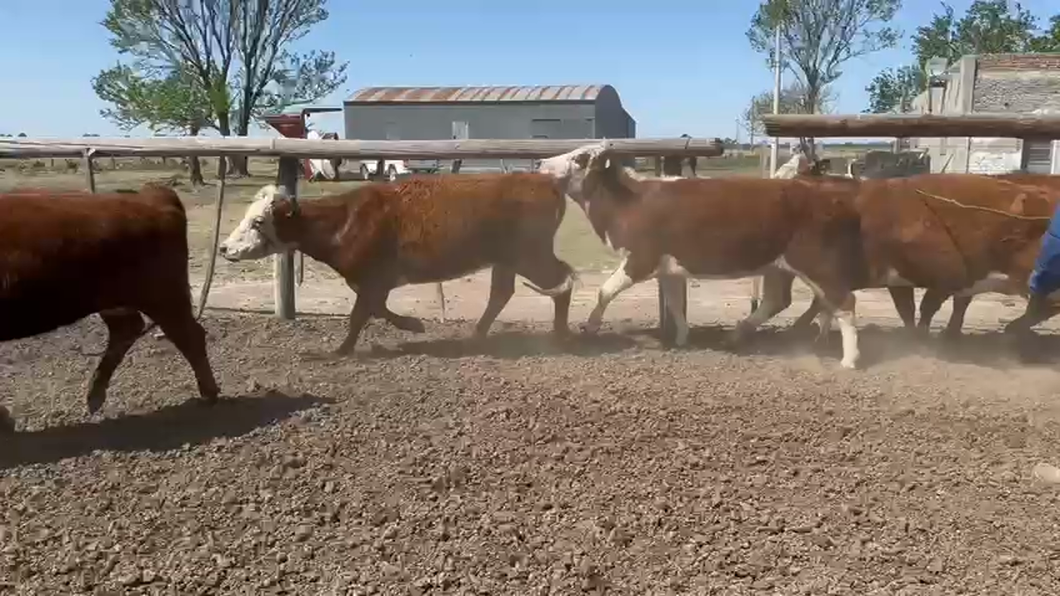 Lote 60 Vacas preñadas Braford  en Rafaela, Santa Fe