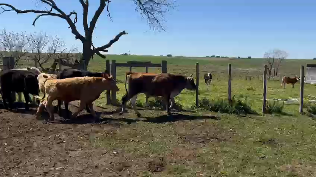 Lote 7 Terneras 2 Jersey,  2 Kiwi y 3 XX a remate en Remate por pantalla de la Exposición de San José en Puntas de Chamizo