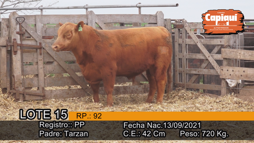 Lote Toro PP