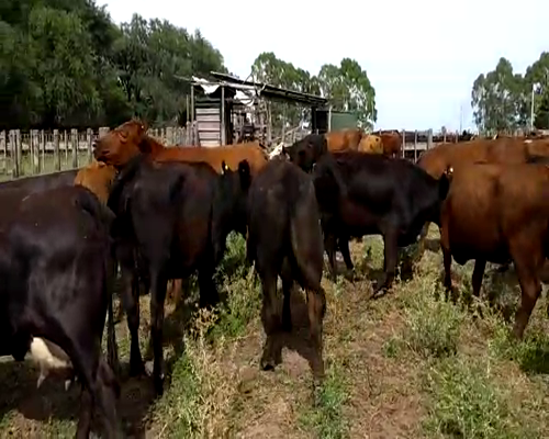 Lote 31 Vacas CUT  en Coronel Suarez, Buenos Aires