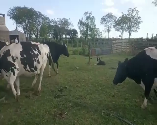 Lote 5 Vacas de Invernada HOLANDO a remate en REMATE DE PANTALLA 600kg -  en Asociación Rural de San José