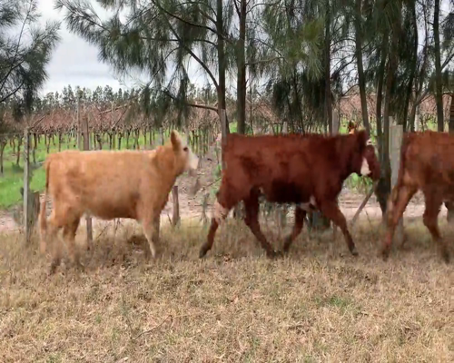 Lote 10 Vaquillonas  5 RA X HE,  3 CH X HE,  1 HE,  1 HE X NO a remate en 9vo Remate Virtual 348kg - , Canelones