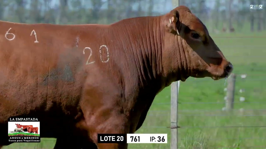 Lote Toros a remate en Toros para Vaquillonas - La Empastada, Durazno