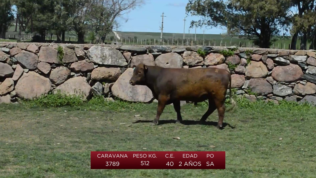 Lote 2 Toros a remate en Toros en San José, San José