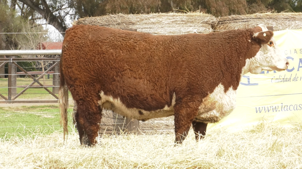 Lote VAQUILLONAS HEREFORD PURO PEDRIGREE "Adelita"