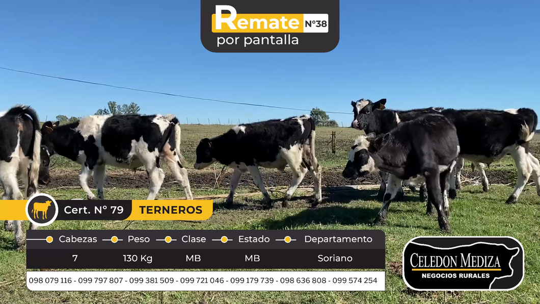 Lote 7 Terneros y Terneras en Soriano