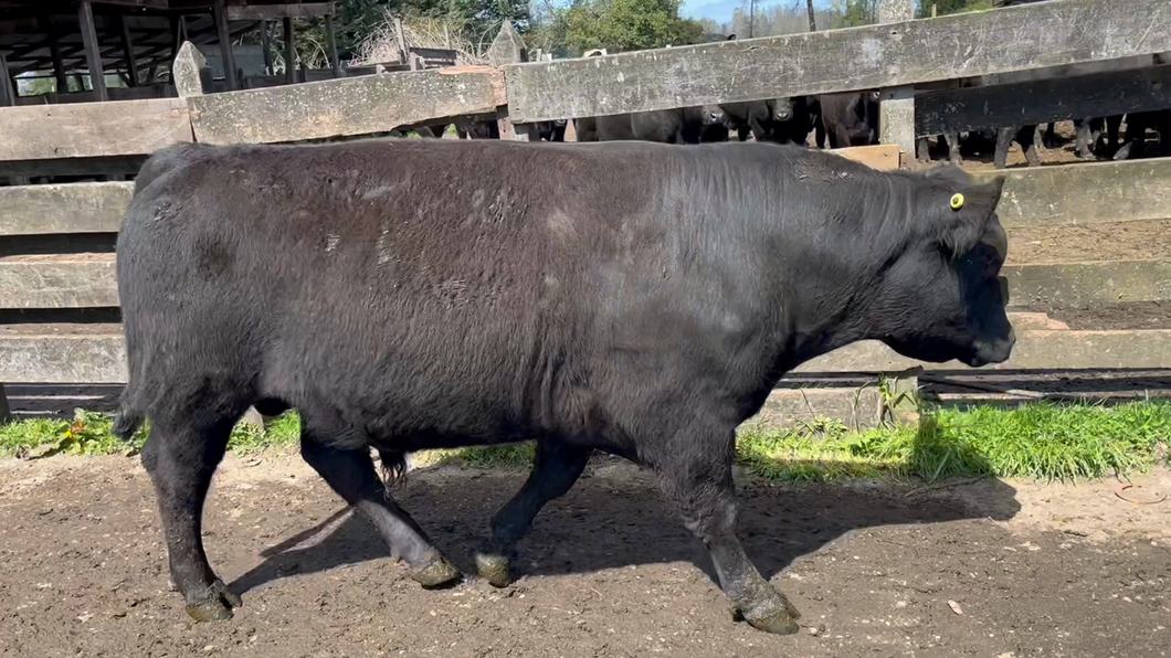 Lote 1 Toro