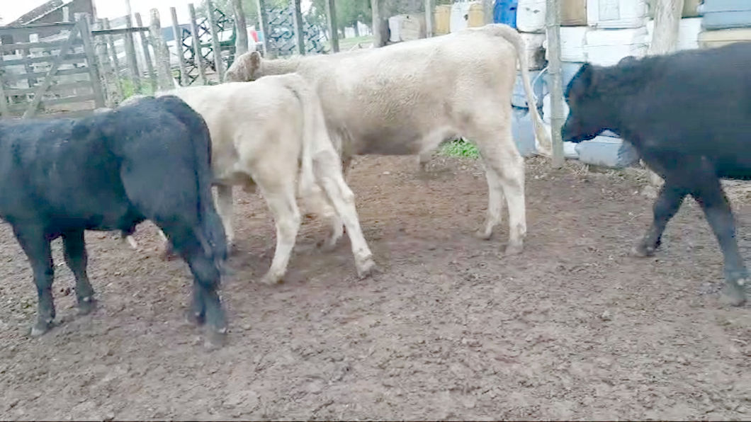 Lote (Vendido)14 Terneros Angus y Cruzas a remate en 10º Subasta - CAB  191kg -  en Viboras