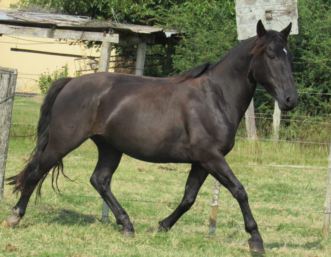 Lote Príncipe Don Miguel