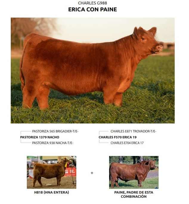 Lote Embriones