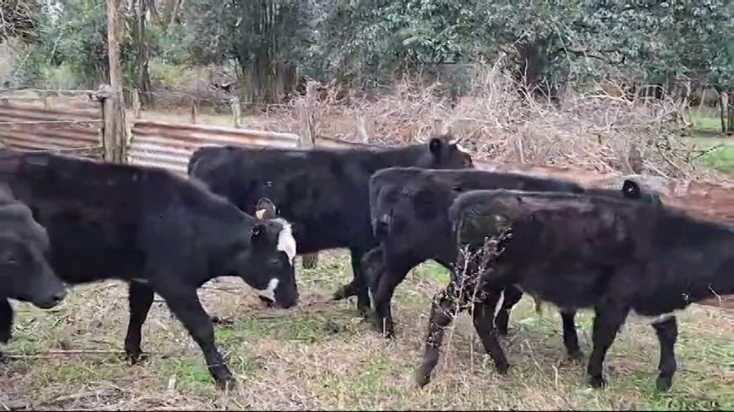 Lote (Vendido)6 Terneros ANGUS/ NORMANDO a remate en #48 Pantalla Carmelo 225kg -  en PIEDRA DE LOS  INDIOS