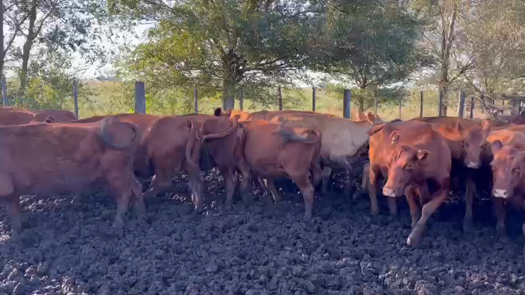 Lote 30 Vacas usadas preñadas en Benito Juárez, Buenos Aires