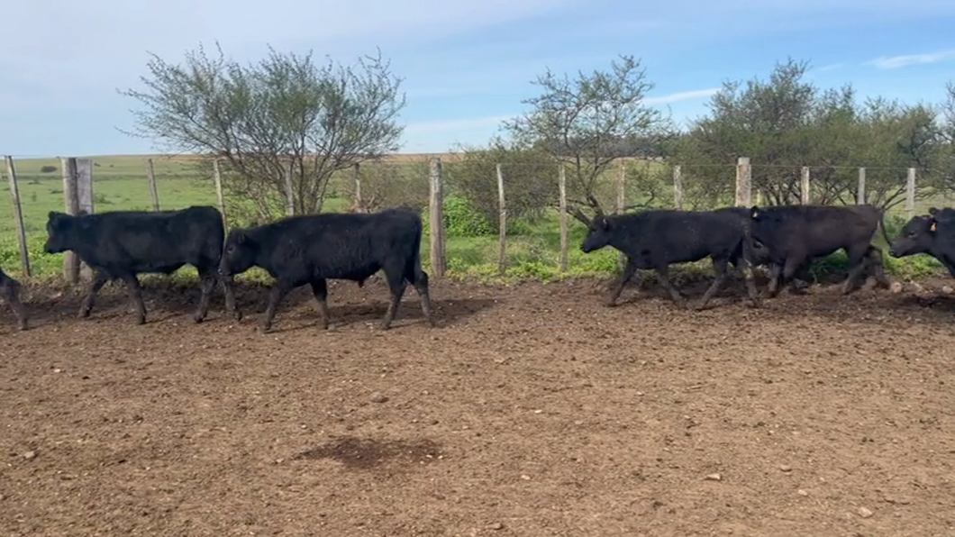 Lote 137 Novillos 1 a 2 años en Tomás Gomensoro, Artigas