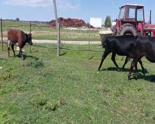 Lote 21 Terneras CRUZAS a remate en REMATE DE PANTALLA 220kg -  en Asociación Rural de San José