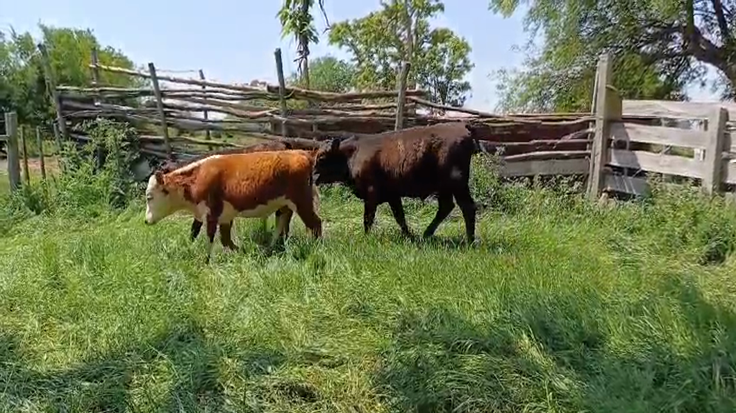 Lote 30 Terneros AA/ HO - RA - HE - HE/ AA a remate en #50 Pantalla Carmelo 220kg -  en PARADA FONT