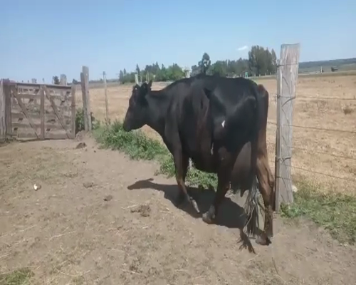 Lote Vacas de Invernada CRUZAS a remate en REMATE DE PANTALLA 520kg -  en Asociación Rural de San José