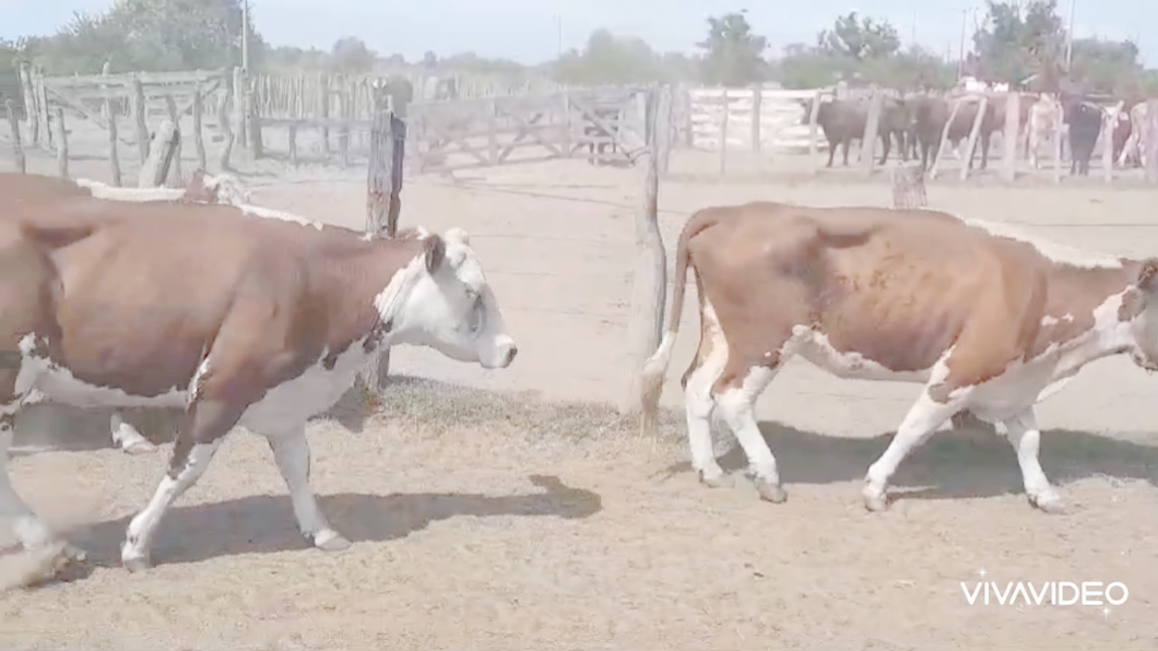 Lote 49 Vacas nuevas C/ cria en Villa Paranacito, Entre Ríos