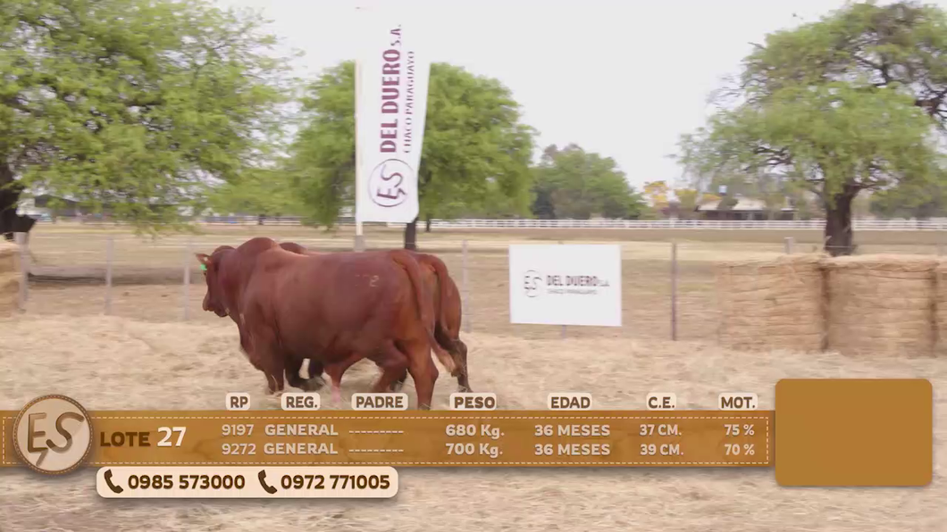 Lote Toro