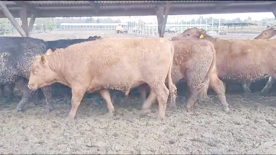 Lote 20 Novillo Gordo en Los Ángeles, VIII Región Biobío