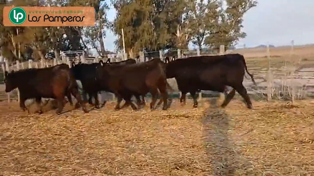 Lote Vaquillonas PC "Los Pamperos"  de Estab. Agrop. Los Pamperos S.A.