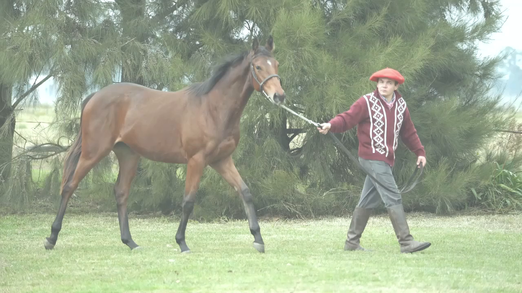 Lote I AM CURIOSA (CURIOSO JOHAN  -  REBELDE SOY  por  PERFECTPERFORMANCE)