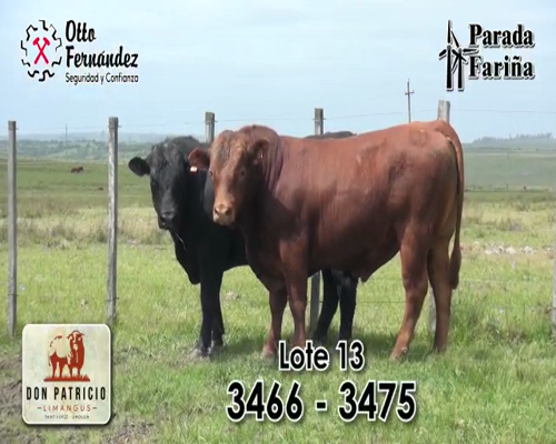 Lote TOROS LIMANGUS