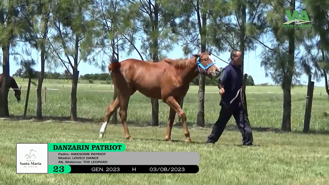 Lote DANZARIN PATRIOT