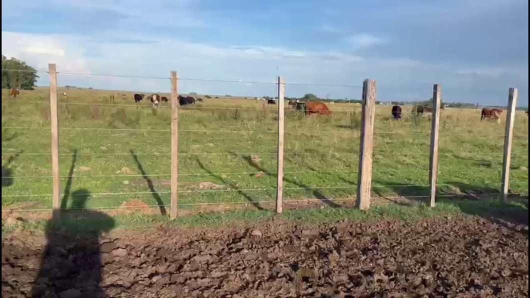 Lote TERNERAS