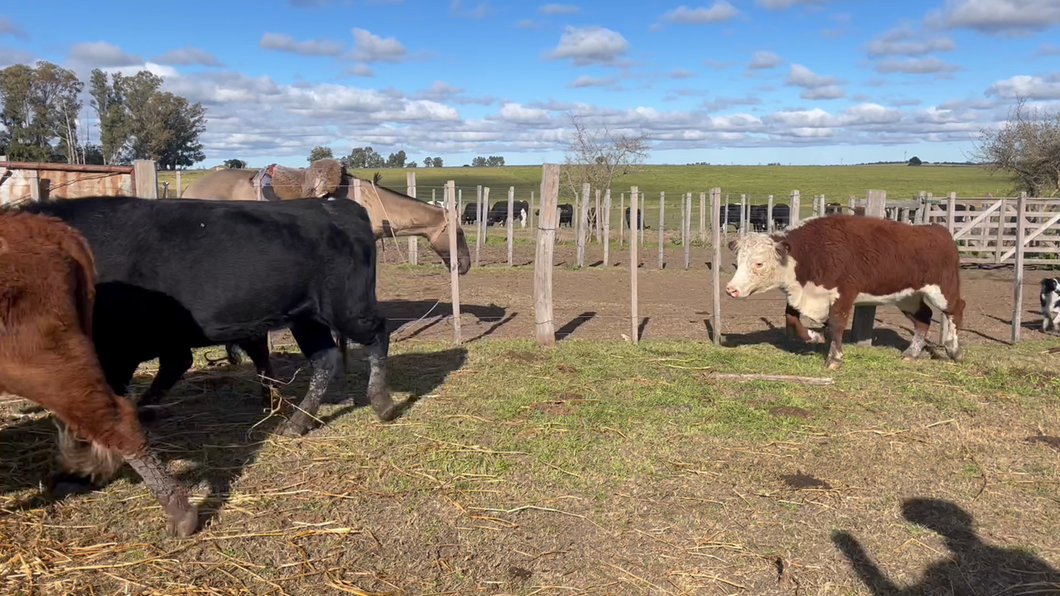 Lote VAQUILLONAS 1 a 2 AÑOS