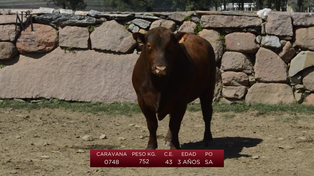 Lote 3 Toros a remate en Toros en San José, San José